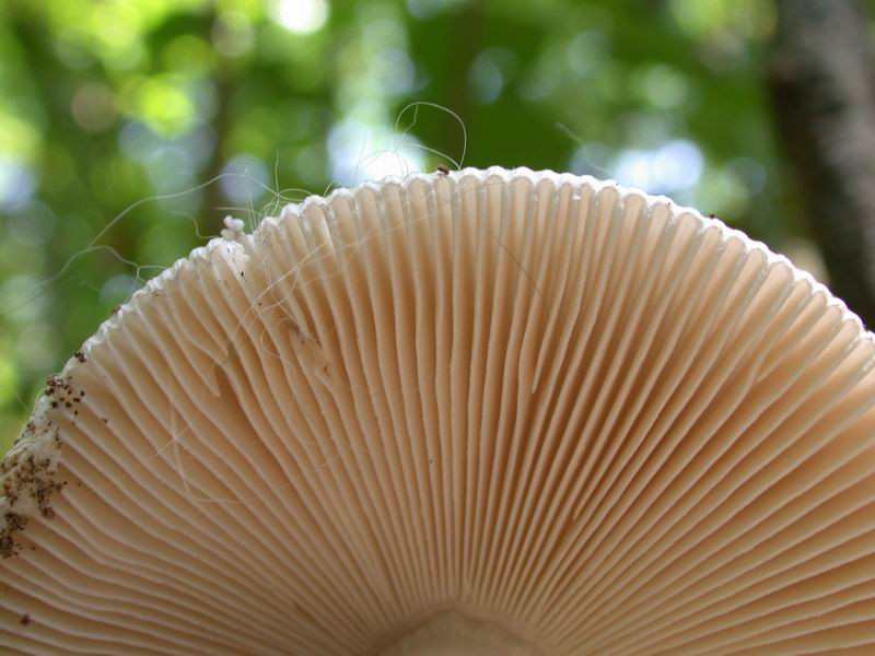 Una  Amanita.......forse mairei.